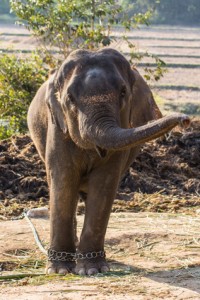 photo d'un éléphant retenu par ses chaînes